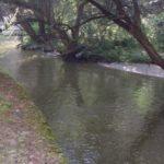 Река Тополница