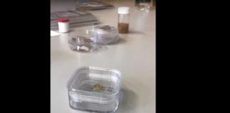 Учени създадоха злато от пластмаса