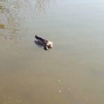 Спортен клуб по риболов - Стара Загора, езеро Загорка