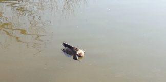 Спортен клуб по риболов - Стара Загора, езеро Загорка