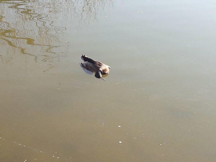 Спортен клуб по риболов - Стара Загора, езеро Загорка