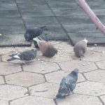 Снимка: Фейсбук, Rozaliya Petrova