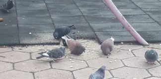 Снимка: Фейсбук, Rozaliya Petrova