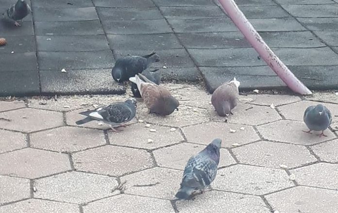 Снимка: Фейсбук, Rozaliya Petrova