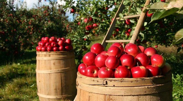 Илюстративна снимка: Пиксабей