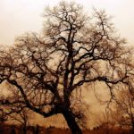 Дъбова гора