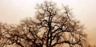 Дъбова гора