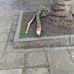 Паднали клони