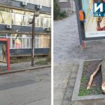 Паднали клони