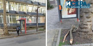 Паднали клони