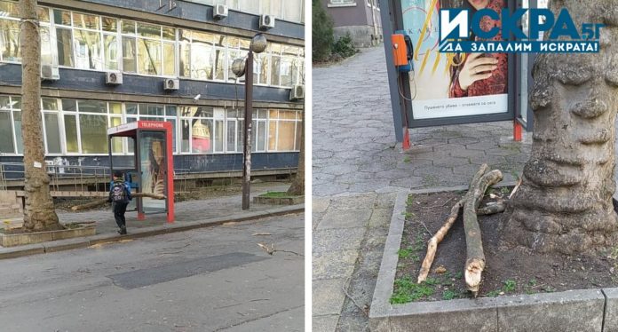 Паднали клони