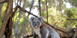 Коала