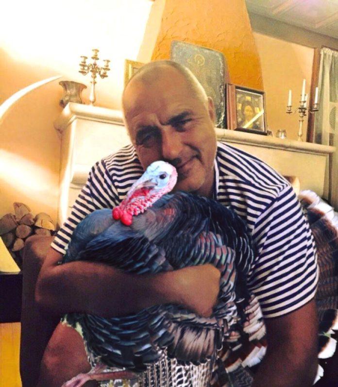 Мисирката. Снимка: Валдес Радев