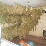 Стръкове канабис