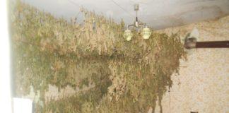 Стръкове канабис