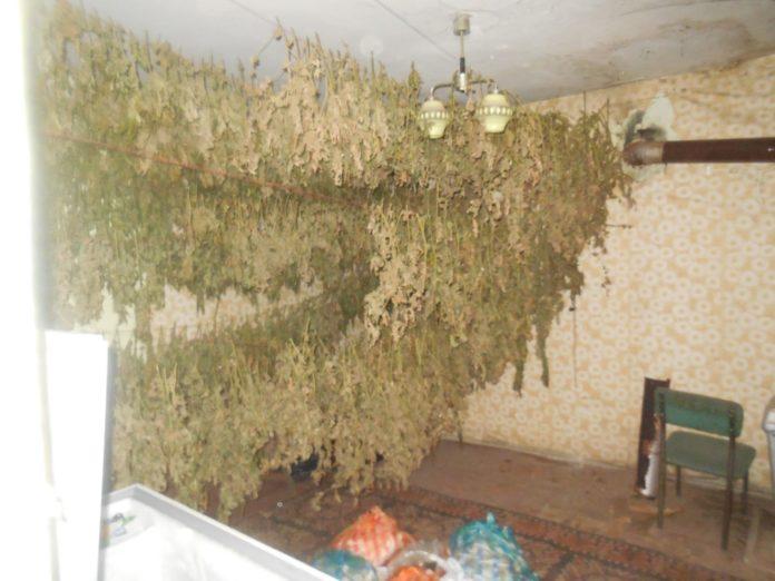 Стръкове канабис