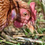 Илюстративна снимка: Пиксабей