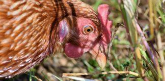 Илюстративна снимка: Пиксабей