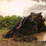 Изкоренени дървета
