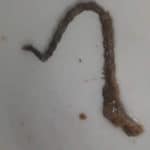 Опашка от мишка