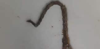 Опашка от мишка