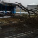 Паднало дърво