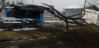 Паднало дърво