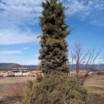 Горене на гуми