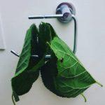 Коронавирус смях