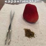 Коронавирус смях