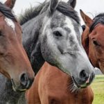 Илюстративна снимка: Пиксабей