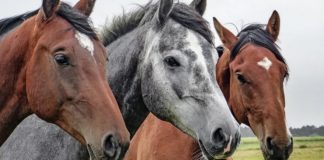 Илюстративна снимка: Пиксабей