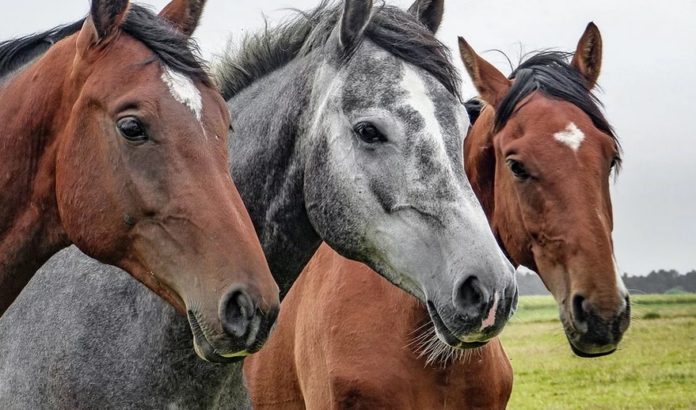 Илюстративна снимка: Пиксабей