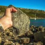 Вкаменелости