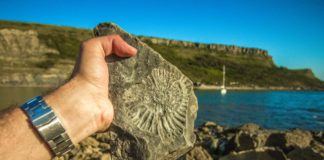 Вкаменелости