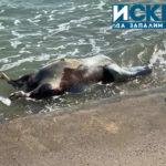 Кравата. Снимка: Личен архив