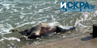 Кравата. Снимка: Личен архив