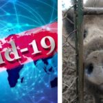 Коронавирус/ африканска чума по прасетата