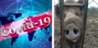 Коронавирус/ африканска чума по прасетата