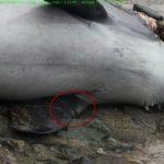 Мъртви делфини