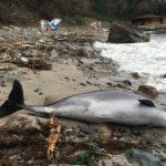 Мъртви делфини