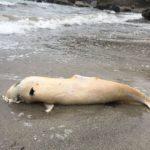 Мъртви делфини