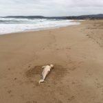 Мъртви делфини