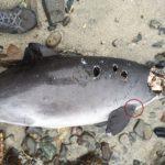 Мъртви делфини