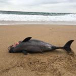 Мъртви делфини