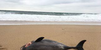 Мъртви делфини