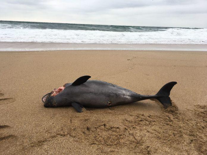 Мъртви делфини