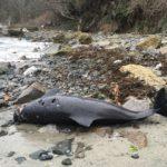 Мъртви делфини