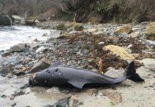 Мъртви делфини