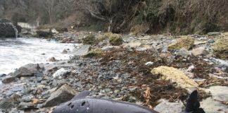 Мъртви делфини